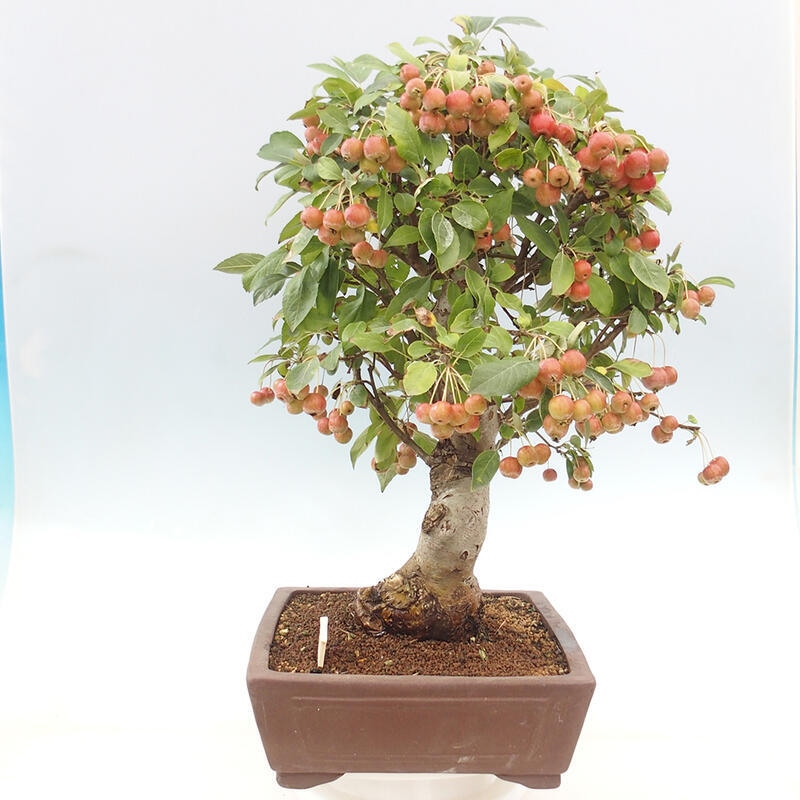 Outdoor bonsai - Malus halliana - Small-fruited apple tree