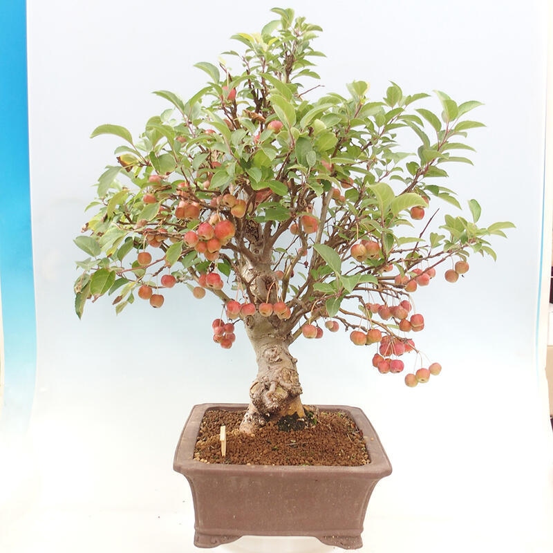 Outdoor bonsai - Malus halliana - Small-fruited apple tree