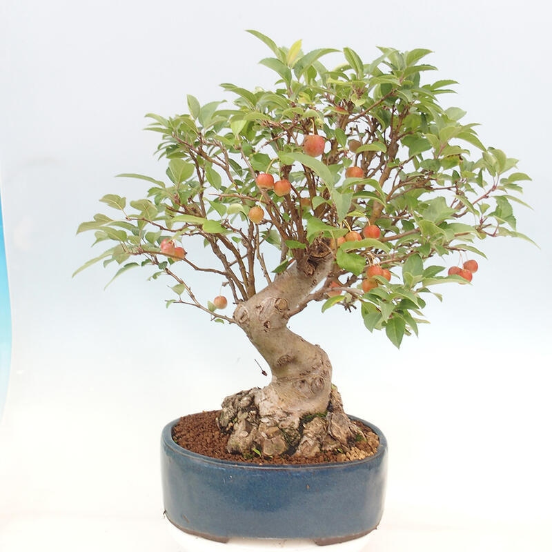 Outdoor bonsai - Malus halliana - Small-fruited apple tree