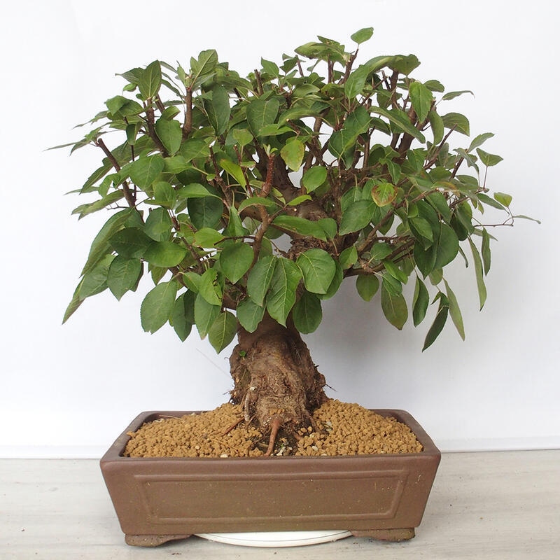 Outdoor bonsai -Malus Halliana - fruited apple