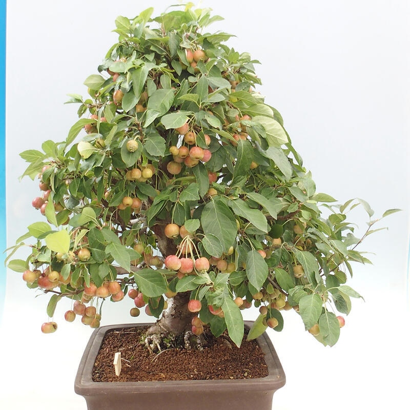 Outdoor bonsai - Malus halliana - Small-fruited apple tree