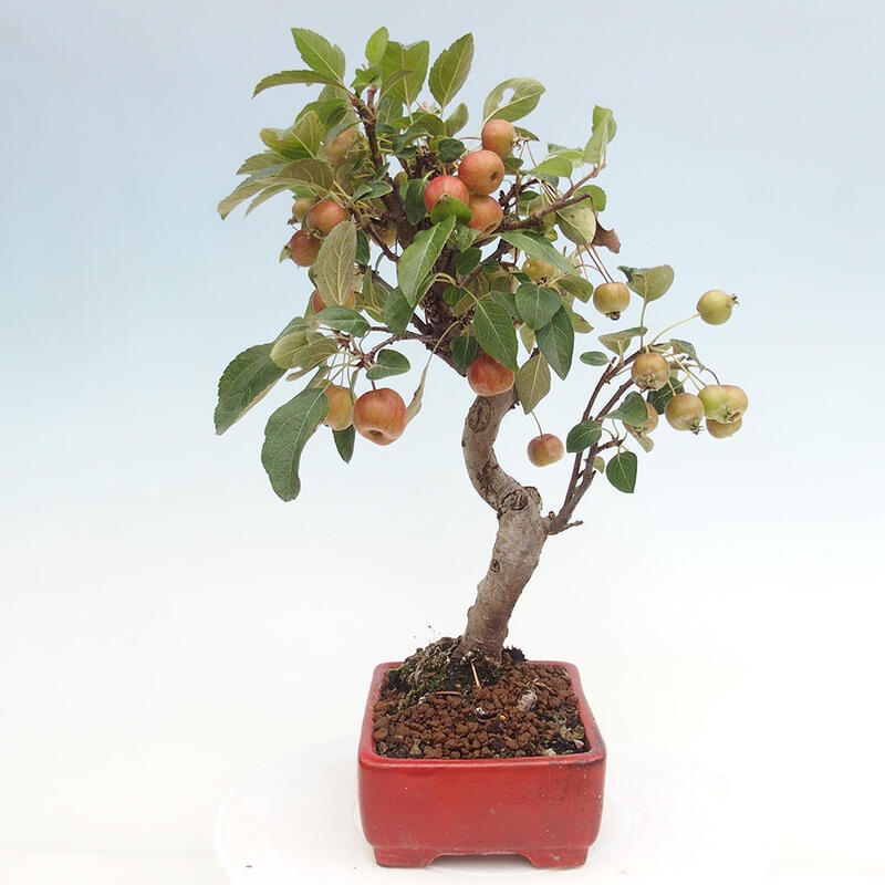 Outdoor bonsai - Malus halliana - Small-fruited apple tree