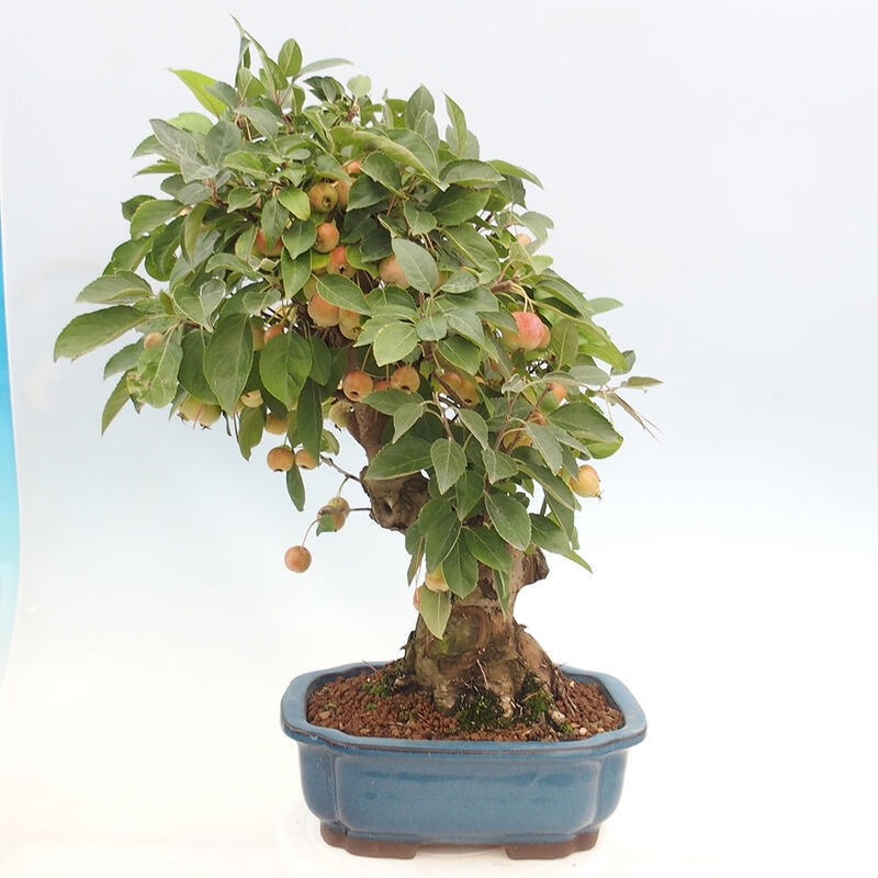 Outdoor bonsai - Malus halliana - Small-fruited apple tree