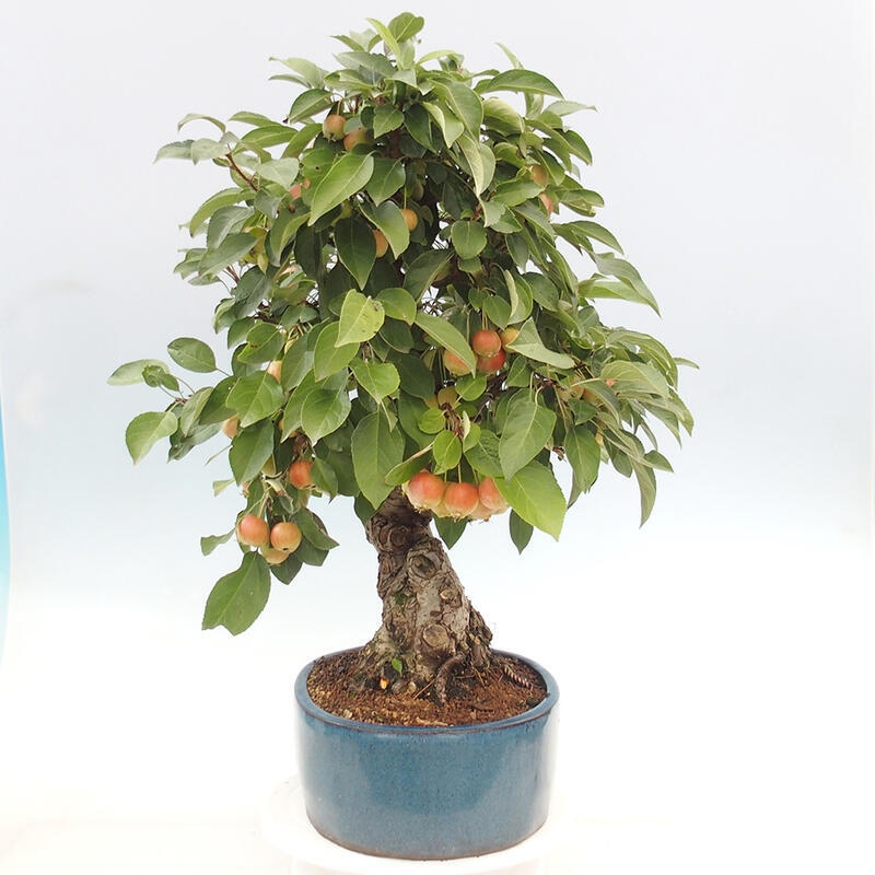 Outdoor bonsai - Malus halliana - Small-fruited apple tree