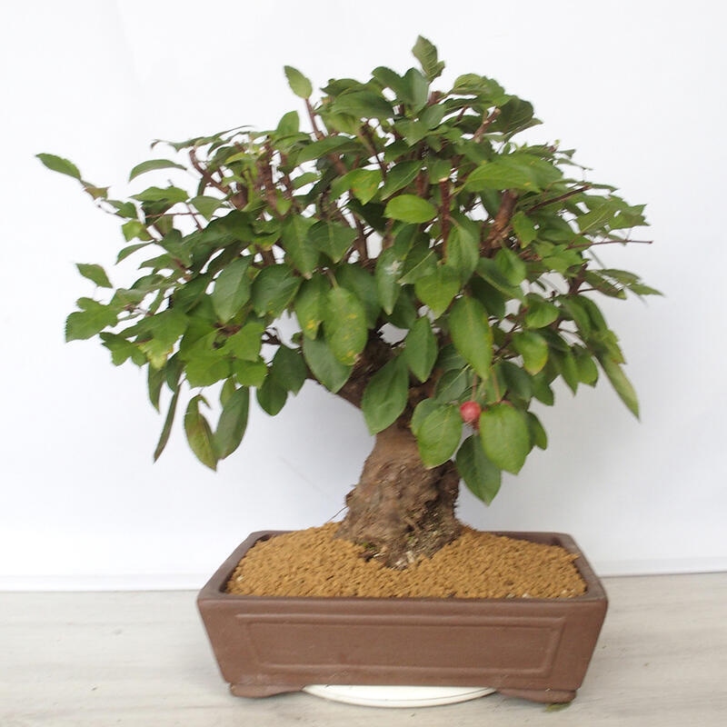 Outdoor bonsai -Malus Halliana - fruited apple