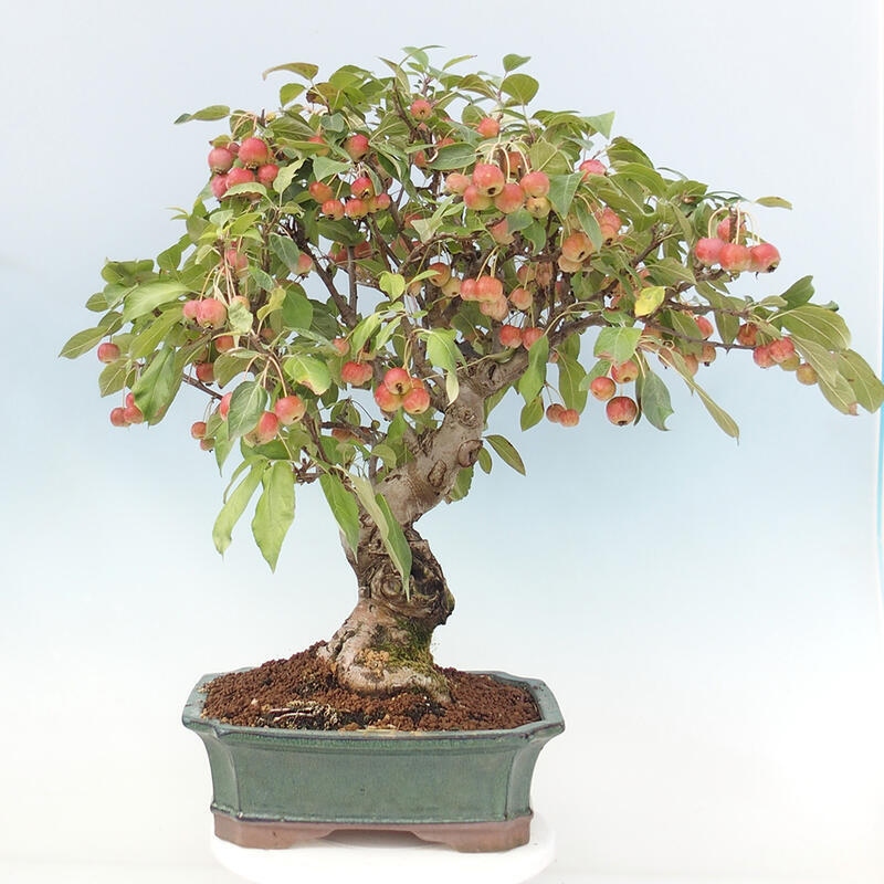 Outdoor bonsai - Malus halliana - Small-fruited apple tree