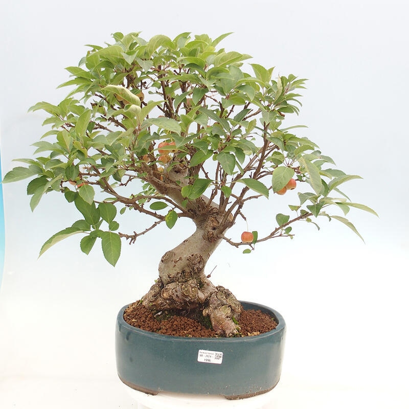 Outdoor bonsai - Malus halliana - Small-fruited apple tree