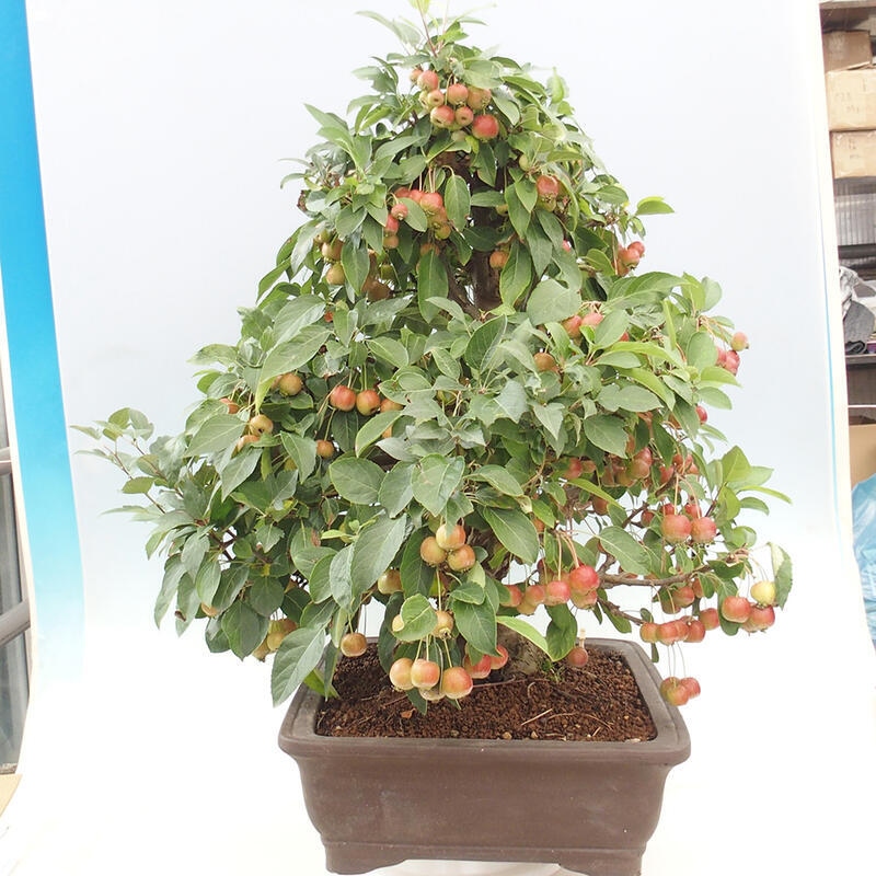 Outdoor bonsai - Malus halliana - Small-fruited apple tree