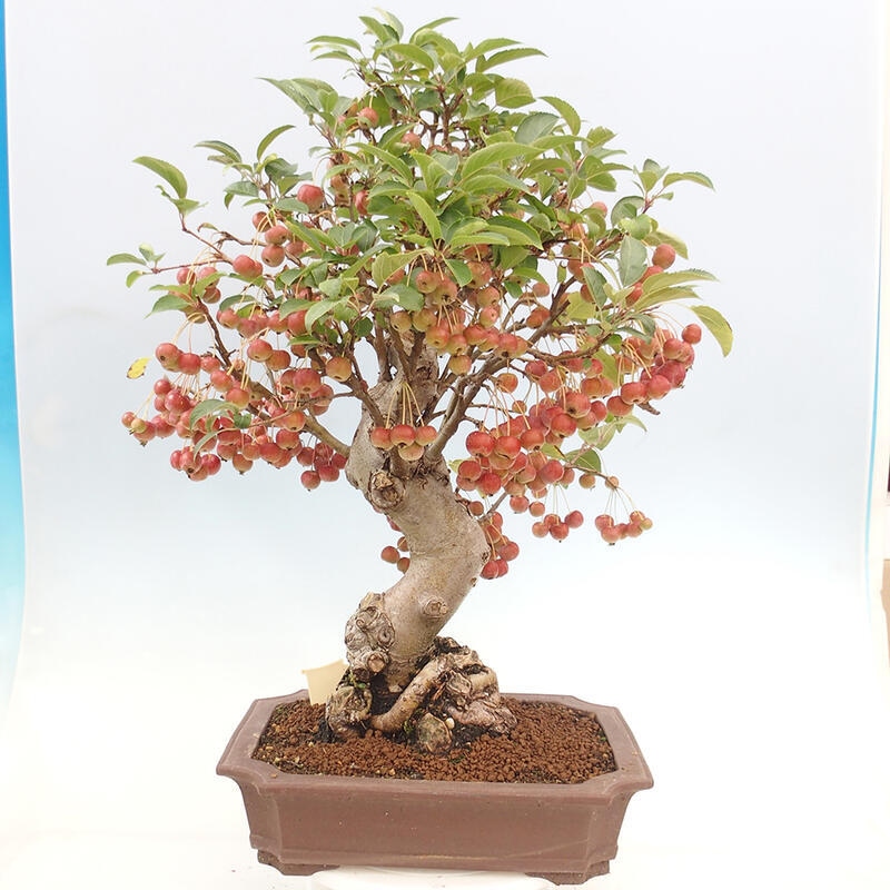 Outdoor bonsai - Malus halliana - Small-fruited apple tree