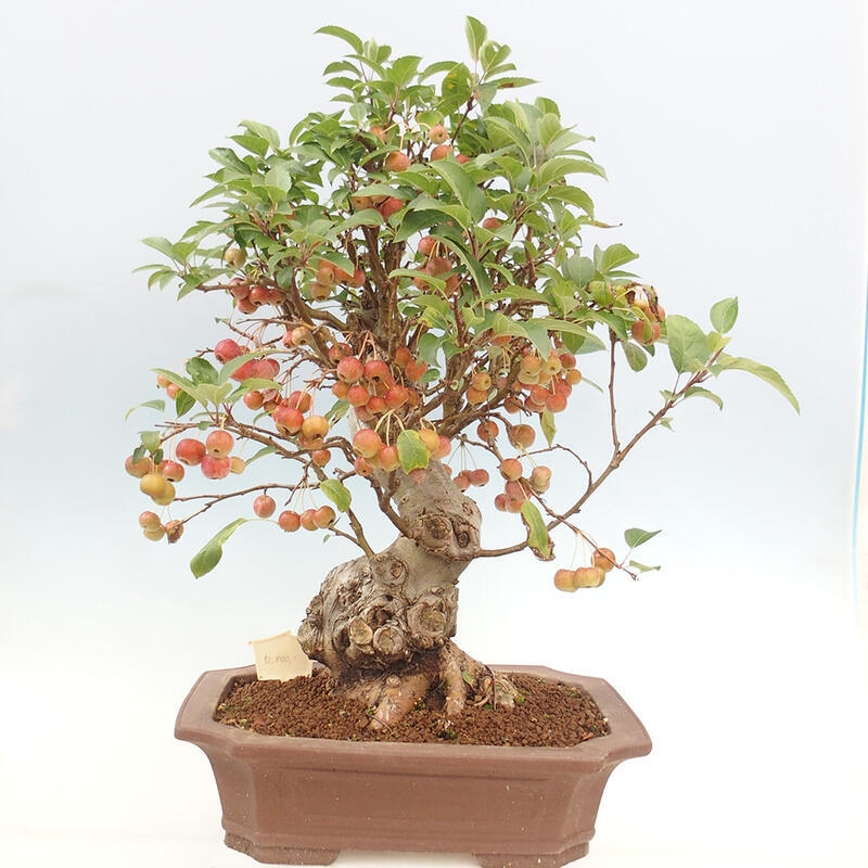 Outdoor bonsai - Malus halliana - Small-fruited apple tree