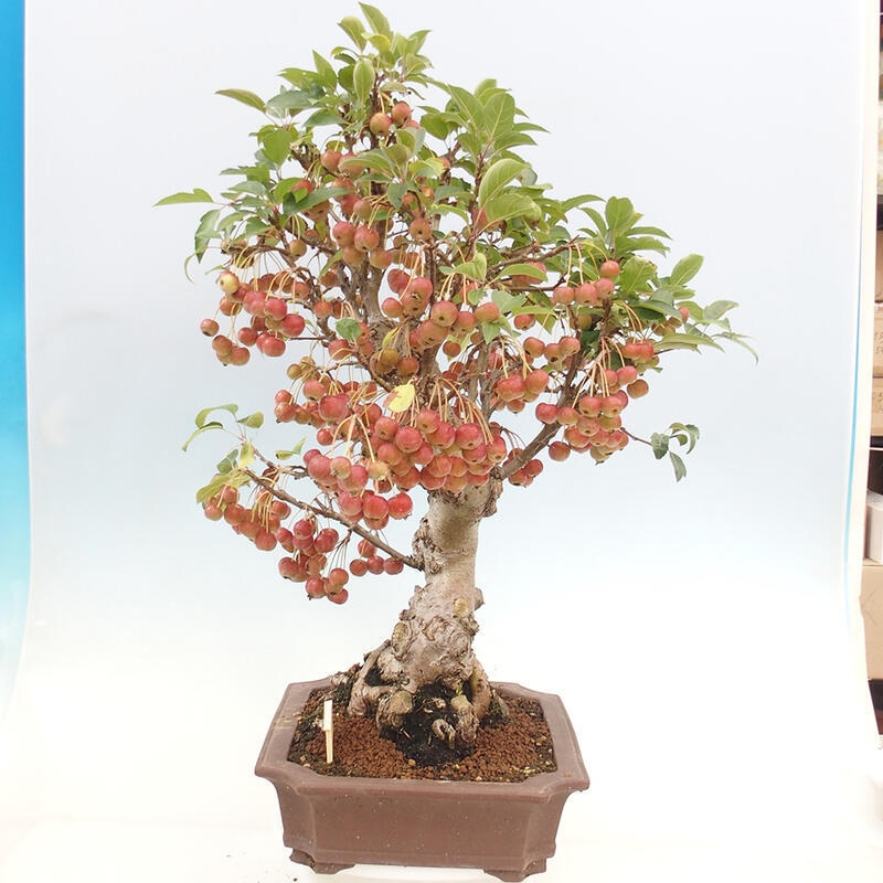 Outdoor bonsai - Malus halliana - Small-fruited apple tree