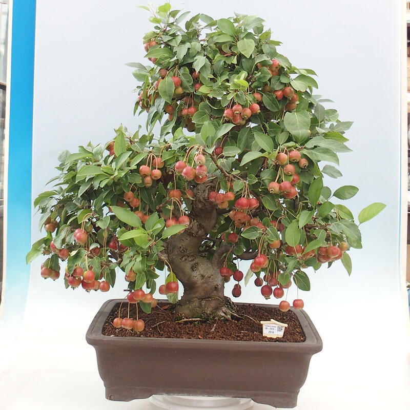 Outdoor bonsai - Malus halliana - Small-fruited apple tree