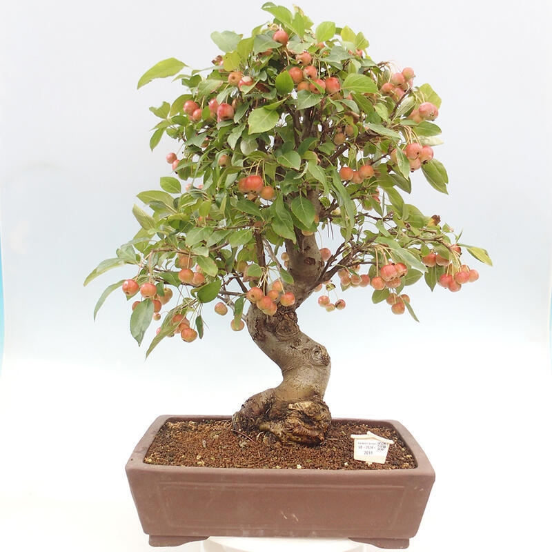 Outdoor bonsai - Malus halliana - Small-fruited apple tree