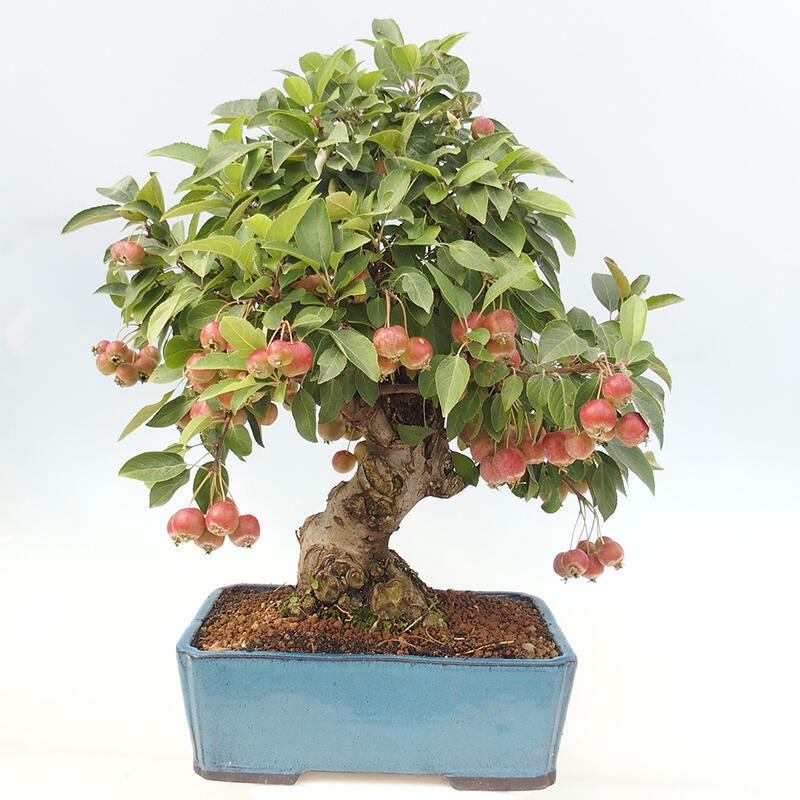 Outdoor bonsai - Malus halliana - Small-fruited apple tree