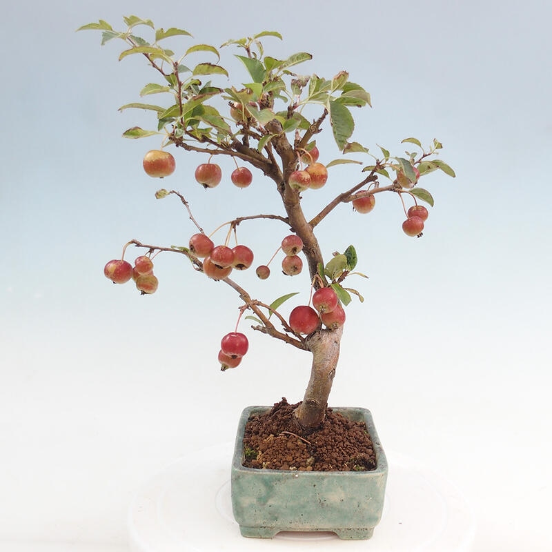 Outdoor bonsai - Malus halliana - Small-fruited apple tree