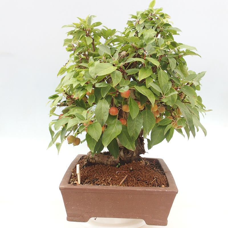 Outdoor bonsai - Malus halliana - Small-fruited apple tree