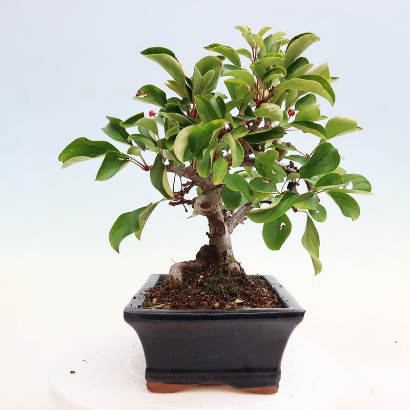 Outdoor bonsai - Malus sargentii - Small-fruited apple tree