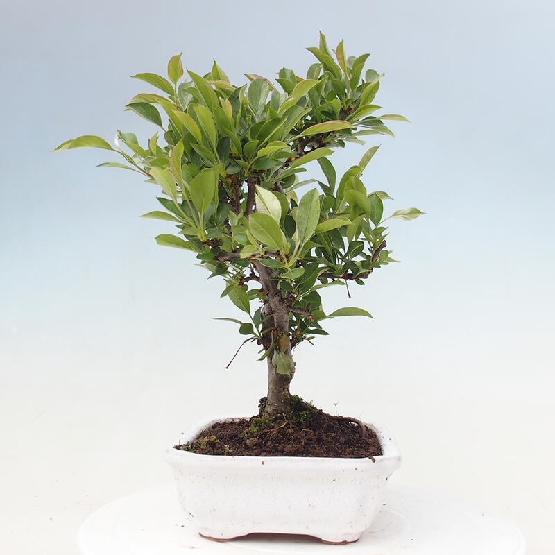 Outdoor bonsai - Malus sargentii - Small-fruited apple tree