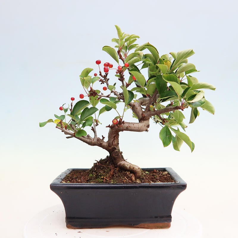 Outdoor bonsai - Malus sargentii - Small-fruited apple tree