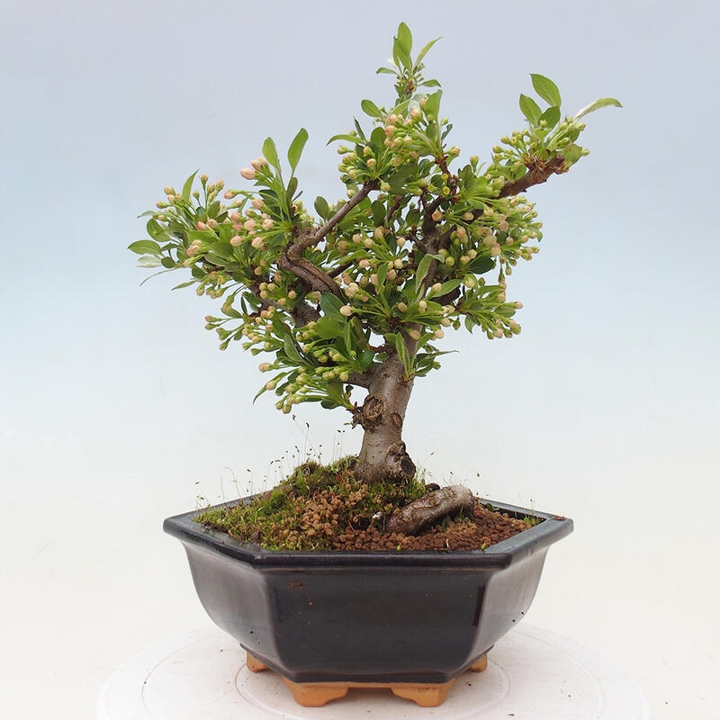 Outdoor bonsai - Malus sargentii - Small-fruited apple tree