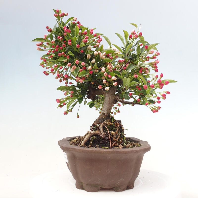 Outdoor bonsai - Malus sargentii - Small-fruited apple tree