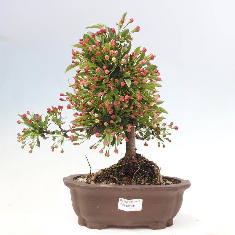 Outdoor bonsai - Malus sargentii - Small-fruited apple tree