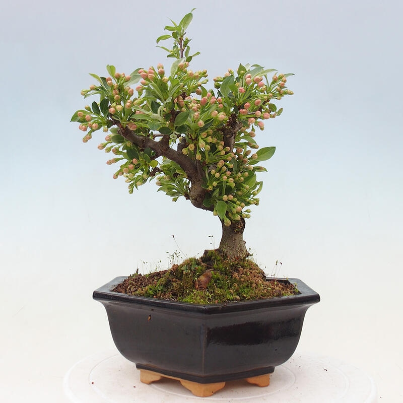 Outdoor bonsai - Malus sargentii - Small-fruited apple tree