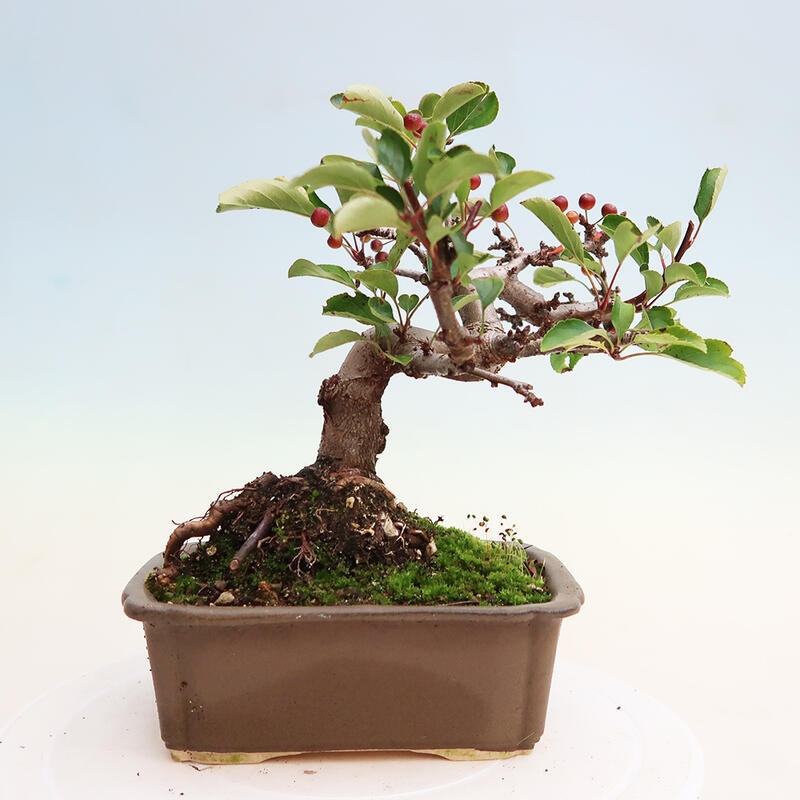 Outdoor bonsai - Malus sargentii - Small-fruited apple tree