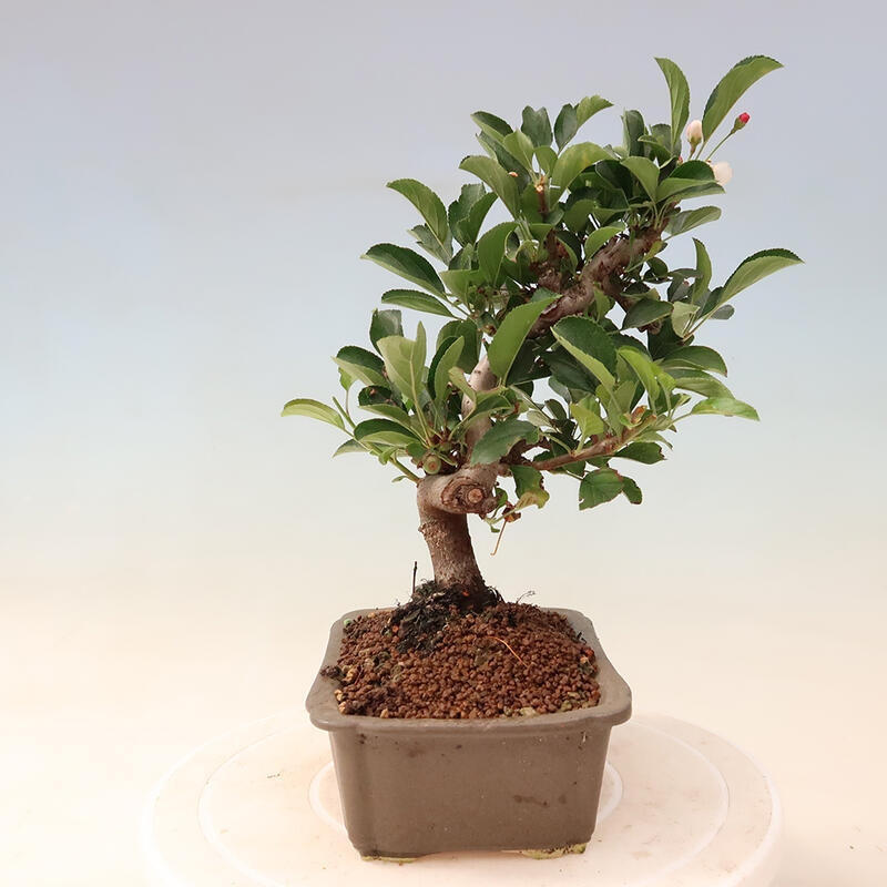 Outdoor bonsai - Malus sargentii - Small-fruited apple tree