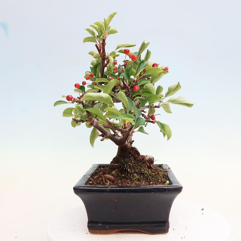 Outdoor bonsai - Malus sargentii - Small-fruited apple tree