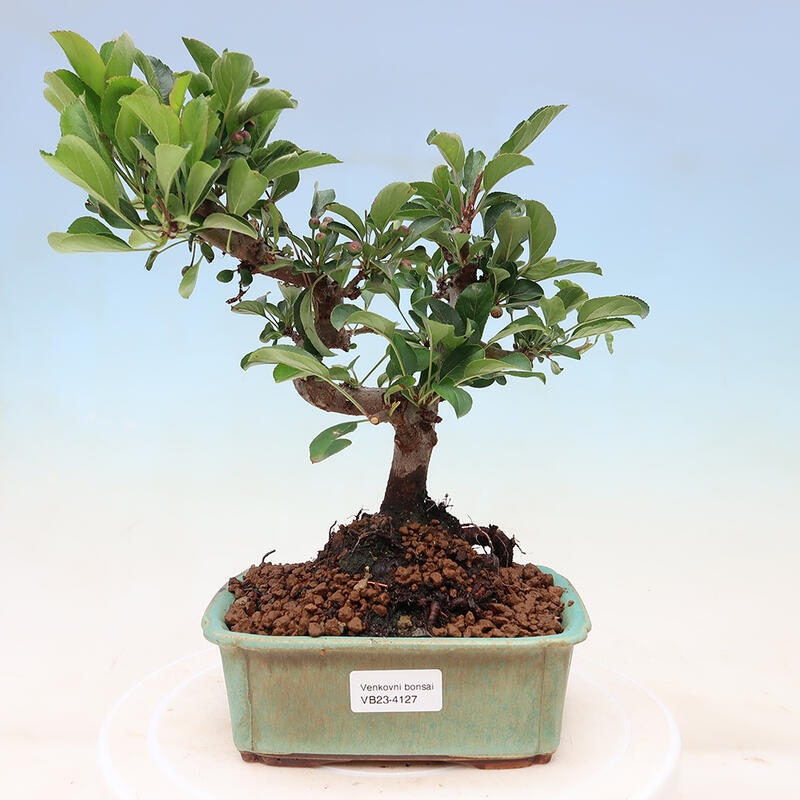 Outdoor bonsai - Malus sargentii - Small-fruited apple tree