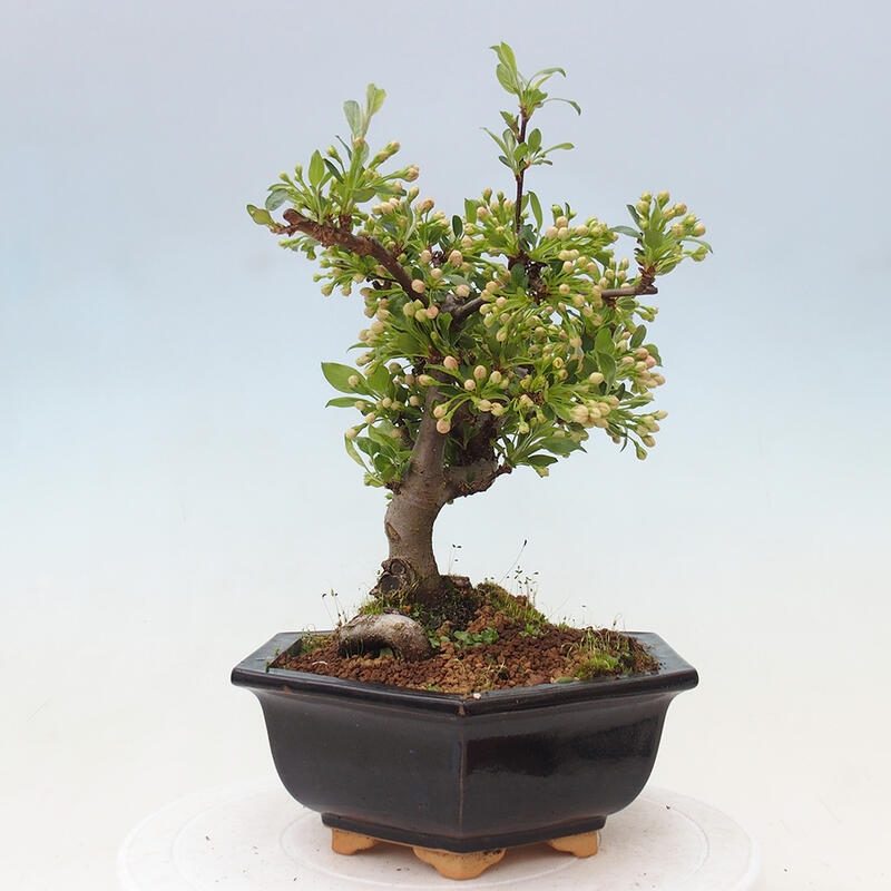 Outdoor bonsai - Malus sargentii - Small-fruited apple tree