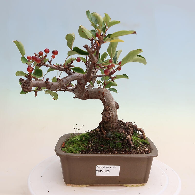 Outdoor bonsai - Malus sargentii - Small-fruited apple tree