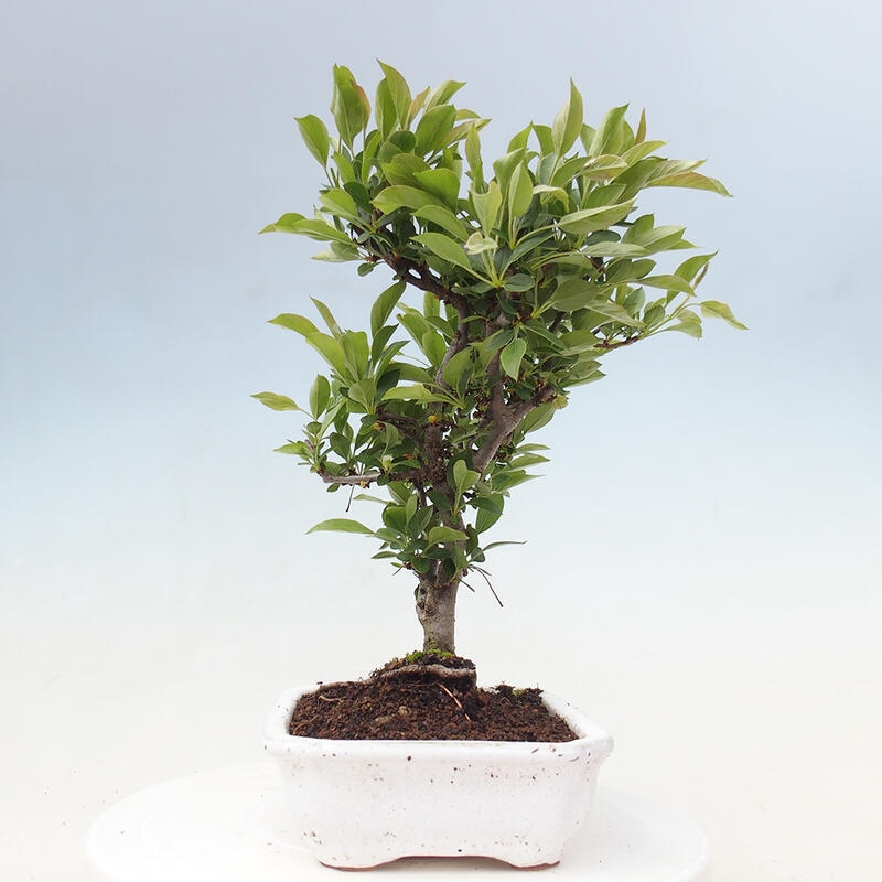 Outdoor bonsai - Malus sargentii - Small-fruited apple tree