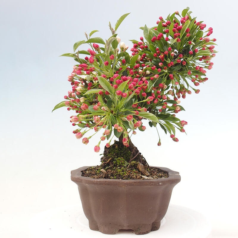 Outdoor bonsai - Malus sargentii - Small-fruited apple tree