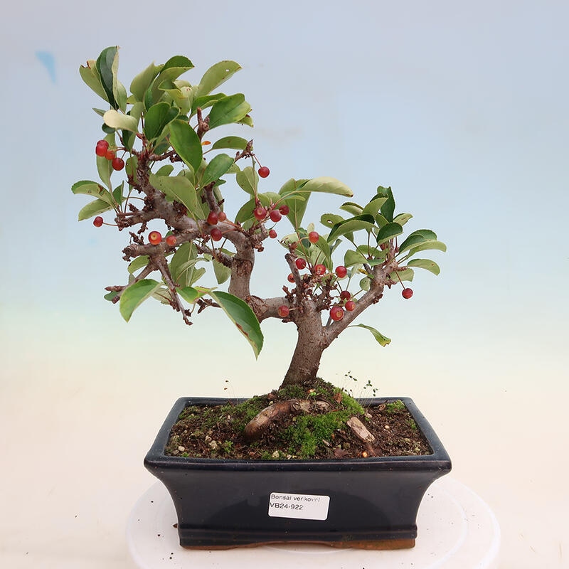 Outdoor bonsai - Malus sargentii - Small-fruited apple tree