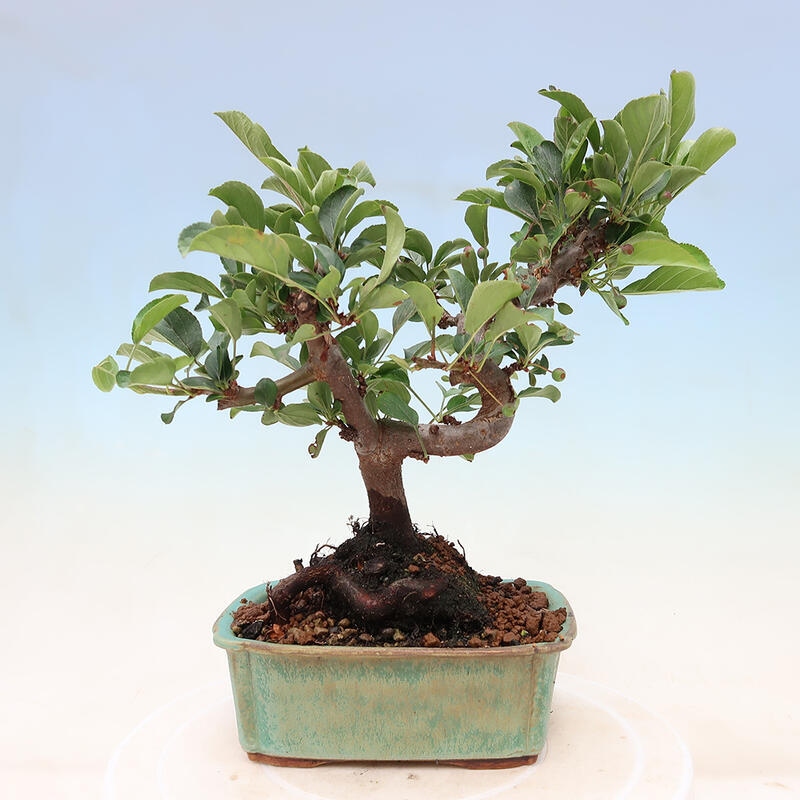 Outdoor bonsai - Malus sargentii - Small-fruited apple tree