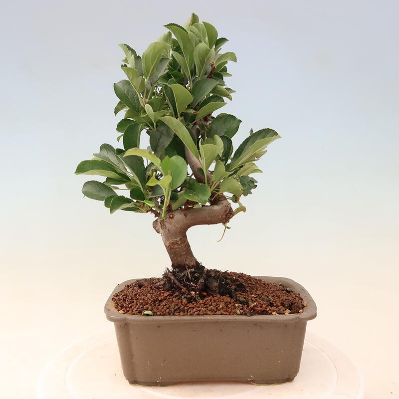 Outdoor bonsai - Malus sargentii - Small-fruited apple tree