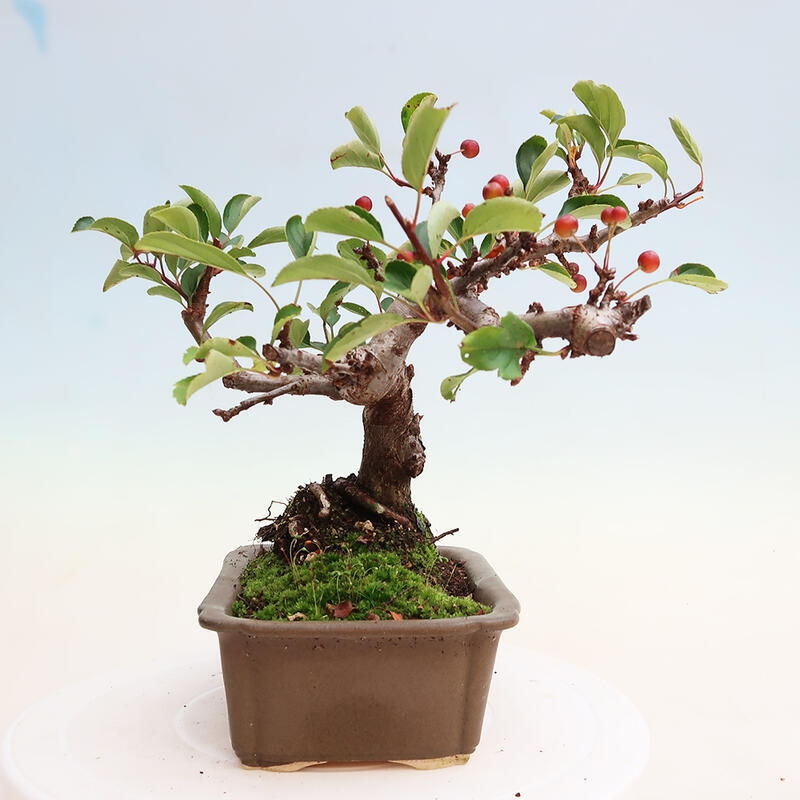 Outdoor bonsai - Malus sargentii - Small-fruited apple tree