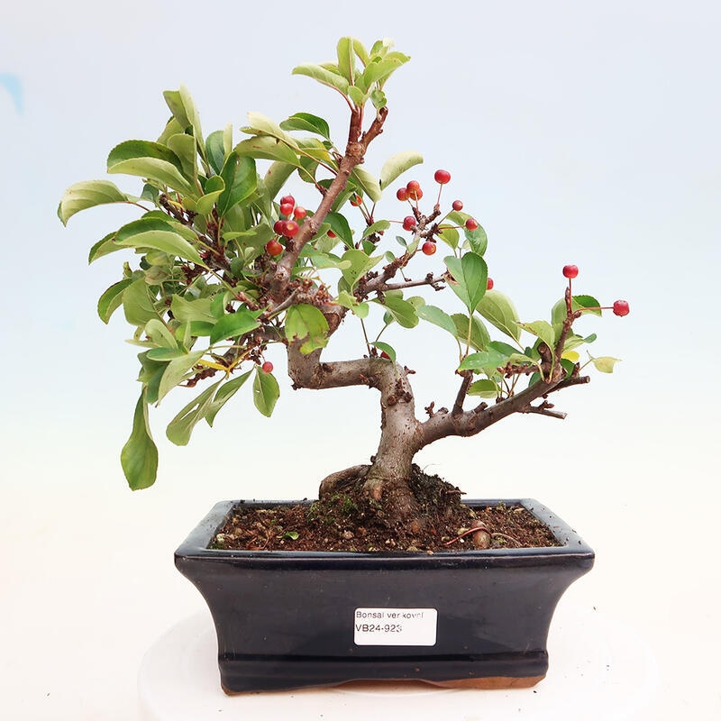 Outdoor bonsai - Malus sargentii - Small-fruited apple tree