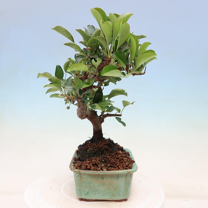 Outdoor bonsai - Malus sargentii - Small-fruited apple tree