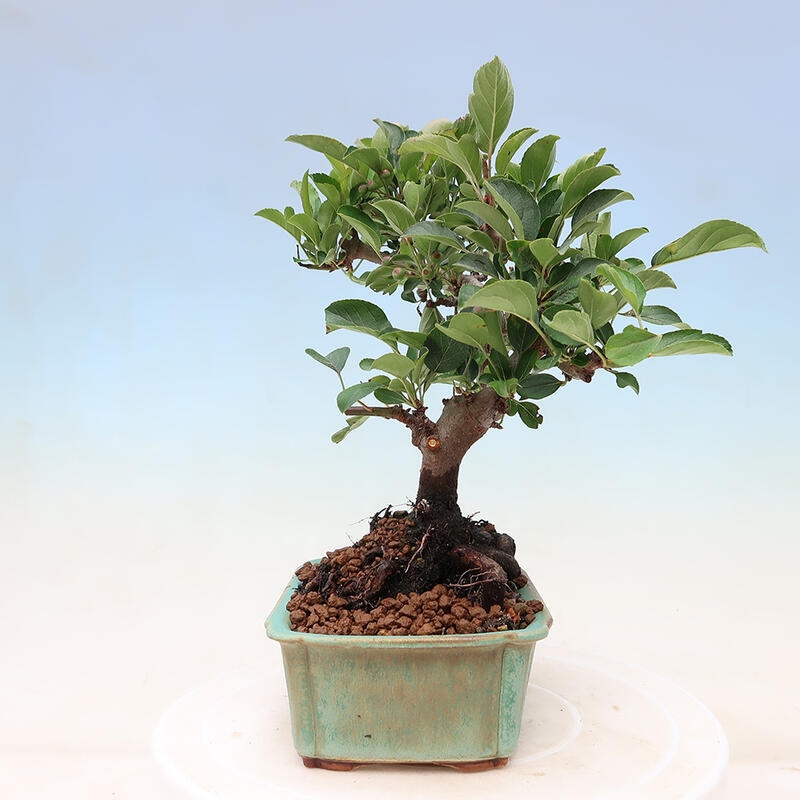 Outdoor bonsai - Malus sargentii - Small-fruited apple tree