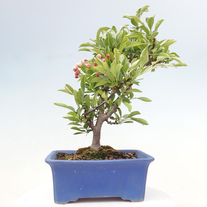 Outdoor bonsai - Malus sargentii - Small-fruited apple tree