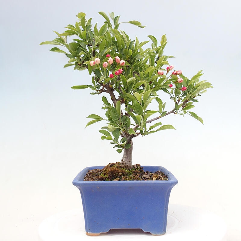 Outdoor bonsai - Malus sargentii - Small-fruited apple tree