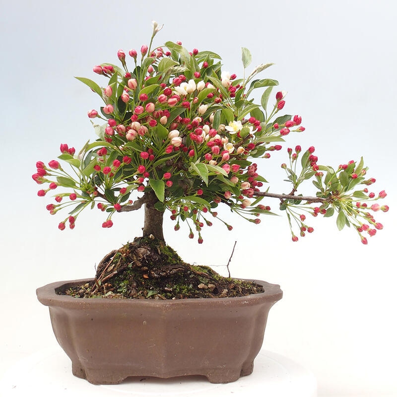 Outdoor bonsai - Malus sargentii - Small-fruited apple tree