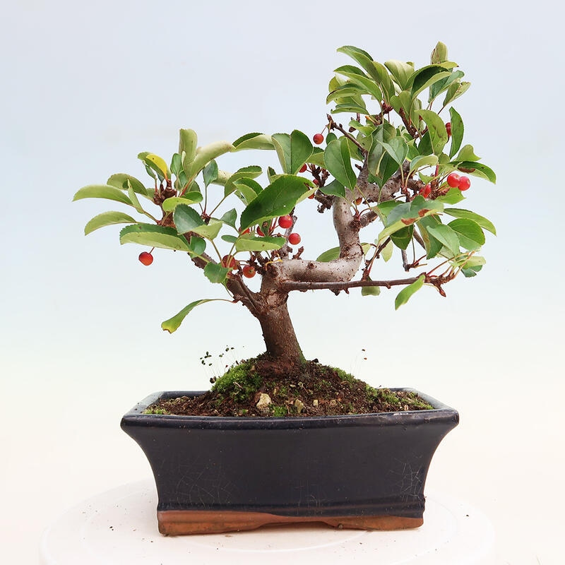 Outdoor bonsai - Malus sargentii - Small-fruited apple tree