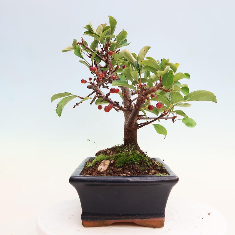 Outdoor bonsai - Malus sargentii - Small-fruited apple tree