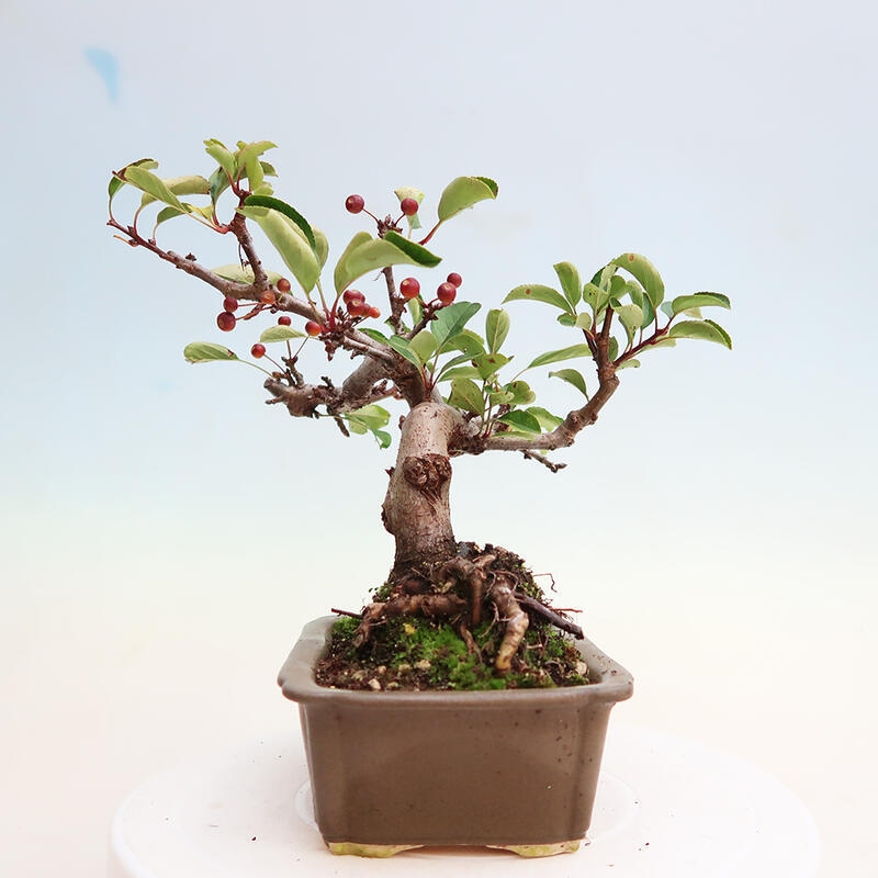 Outdoor bonsai - Malus sargentii - Small-fruited apple tree