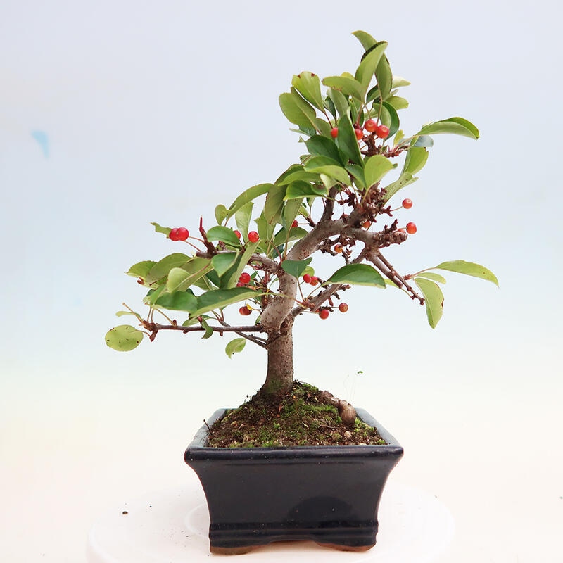 Outdoor bonsai - Malus sargentii - Small-fruited apple tree