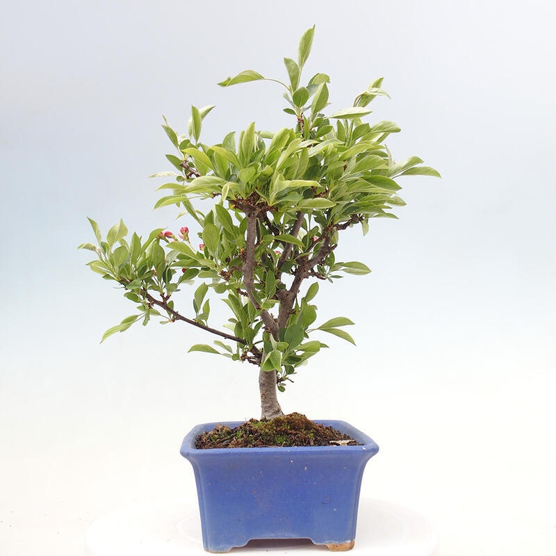 Outdoor bonsai - Malus sargentii - Small-fruited apple tree